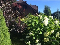 befc32b8-20160802 hortenzija.jpg